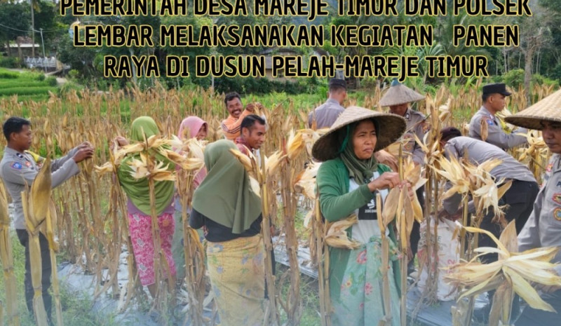 Demi Mewujudkan Swasembada Pangan Nasional, Pemerintah Desa Mareje Timur Beserta Polsek Lembar Melaksanakan Kegiatan Panen Raya Jagung di Desa Mareje Timur